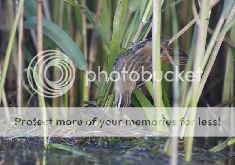 о насущном и о птицах 