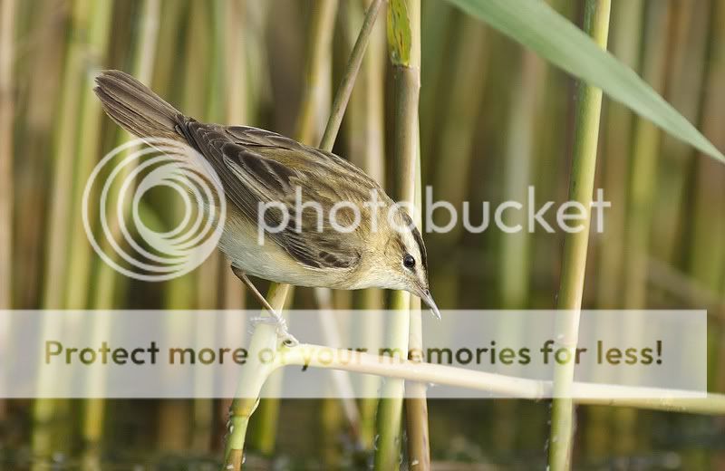 о насущном и о птицах 