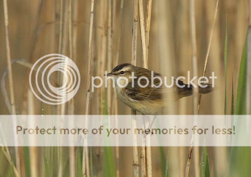 о насущном и о птицах 