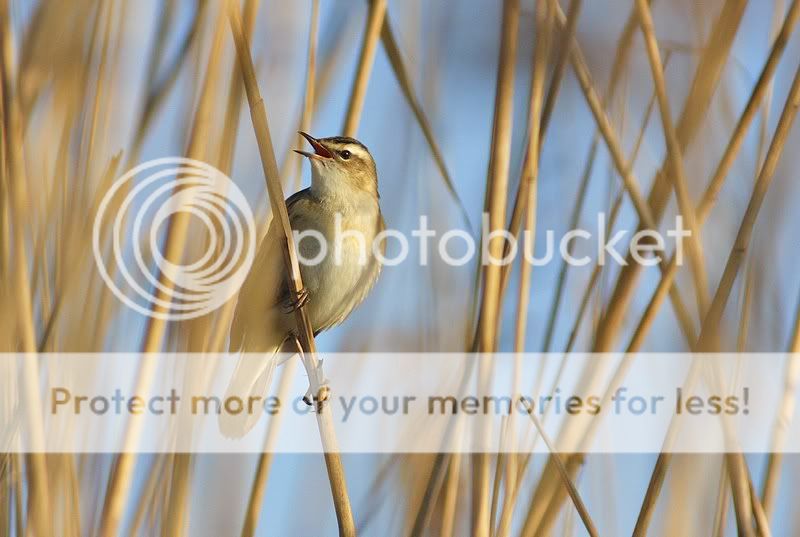 о насущном и о птицах 