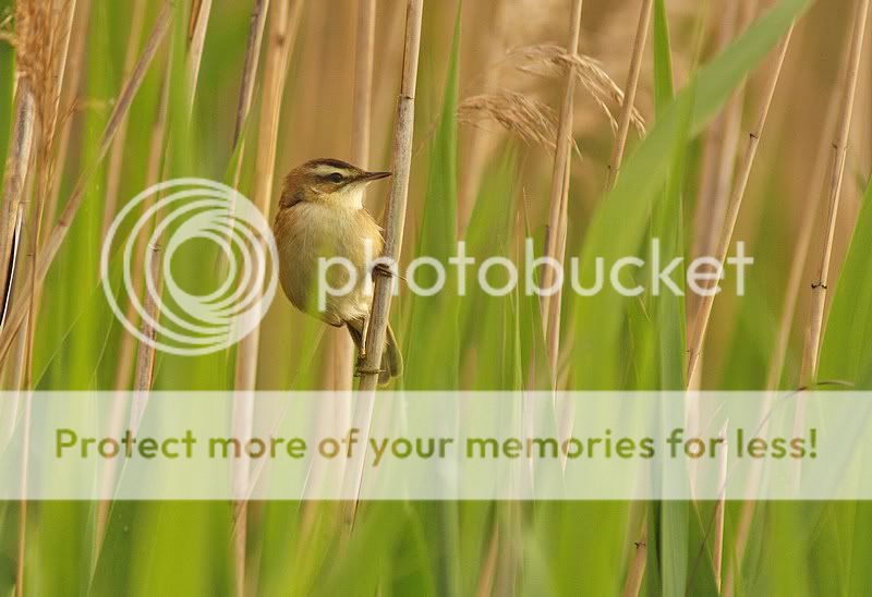 о насущном и о птицах 