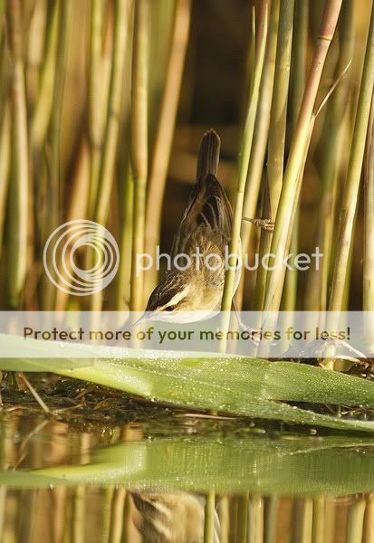 о насущном и о птицах 