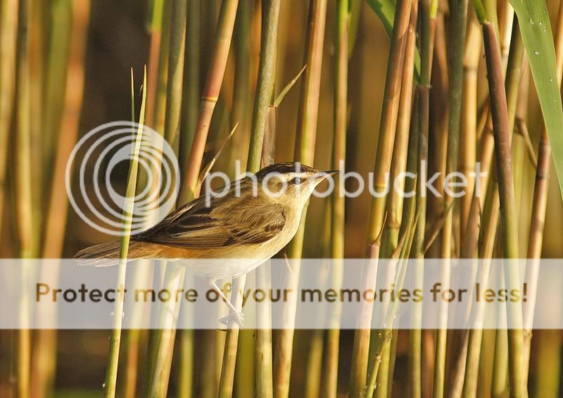 о насущном и о птицах 