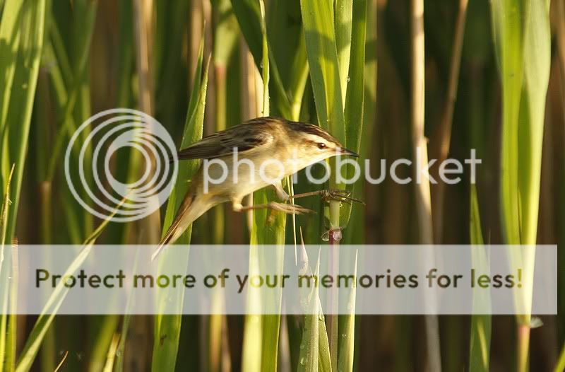 о насущном и о птицах 