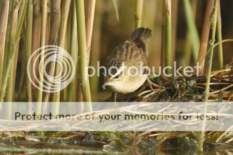 о насущном и о птицах 