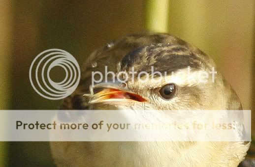 о насущном и о птицах 