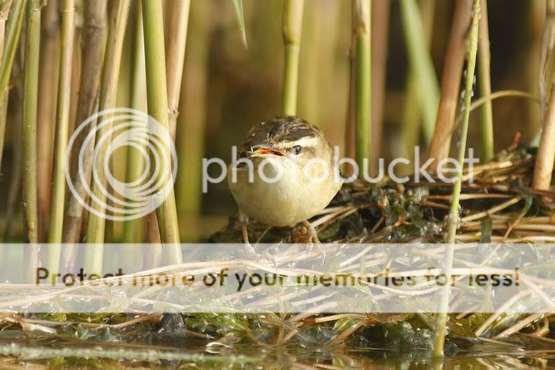 о насущном и о птицах 