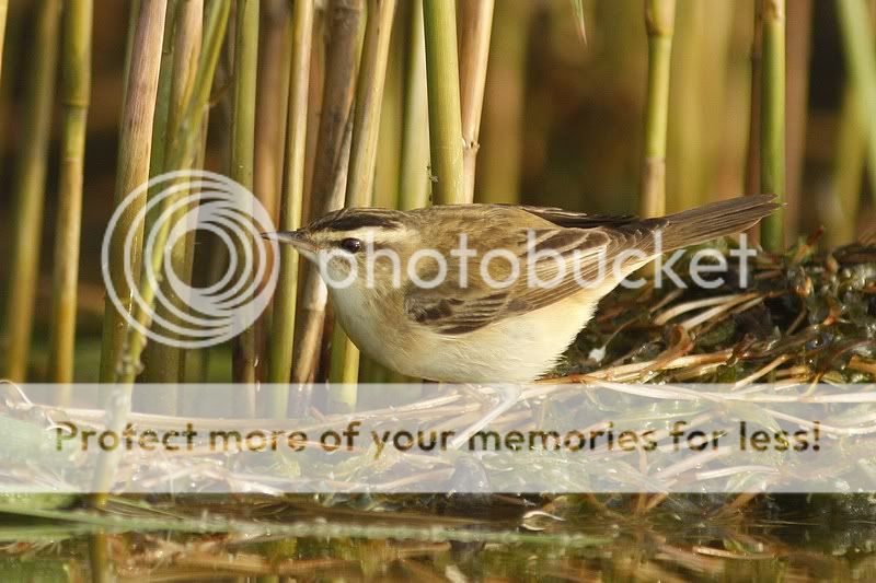 о насущном и о птицах 