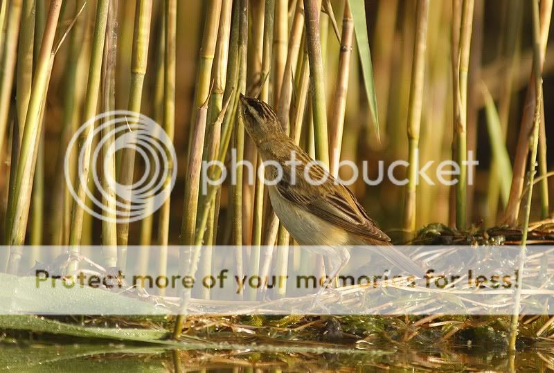 о насущном и о птицах 