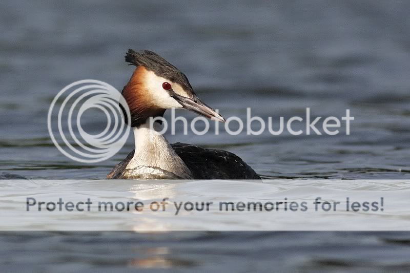 летние чомги