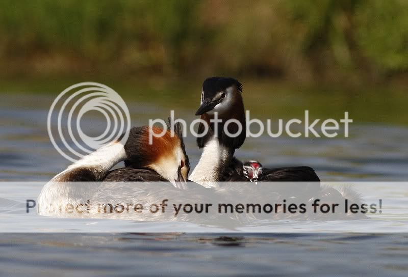 летние чомги