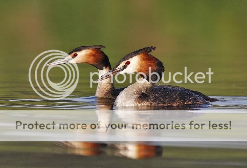 летние чомги