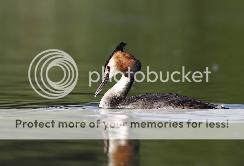 летние чомги