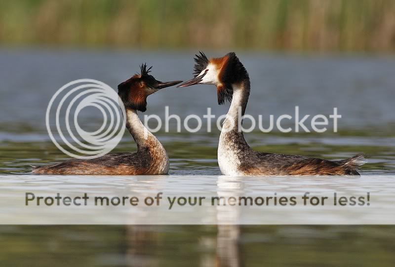 летние чомги