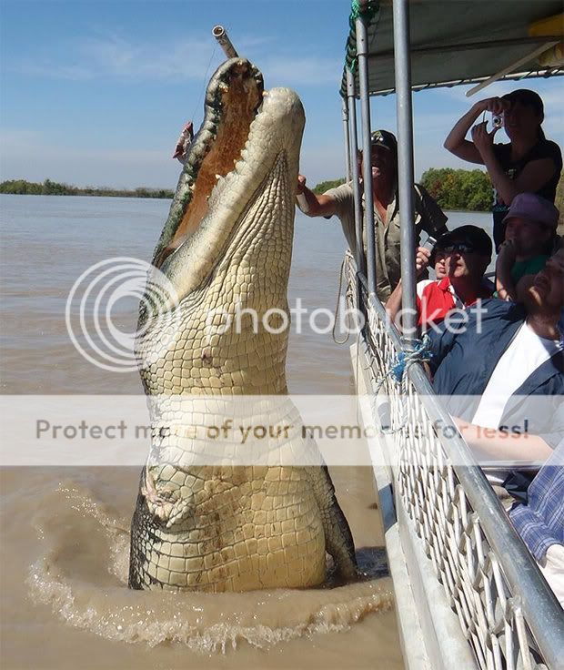 caiman gigante caiman gigante