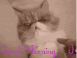 thMorning.gif