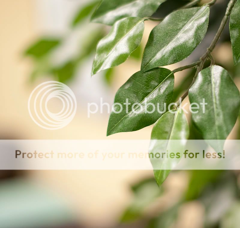 IMAGE: http://i673.photobucket.com/albums/vv96/madzazulu/_DSC8773.jpg