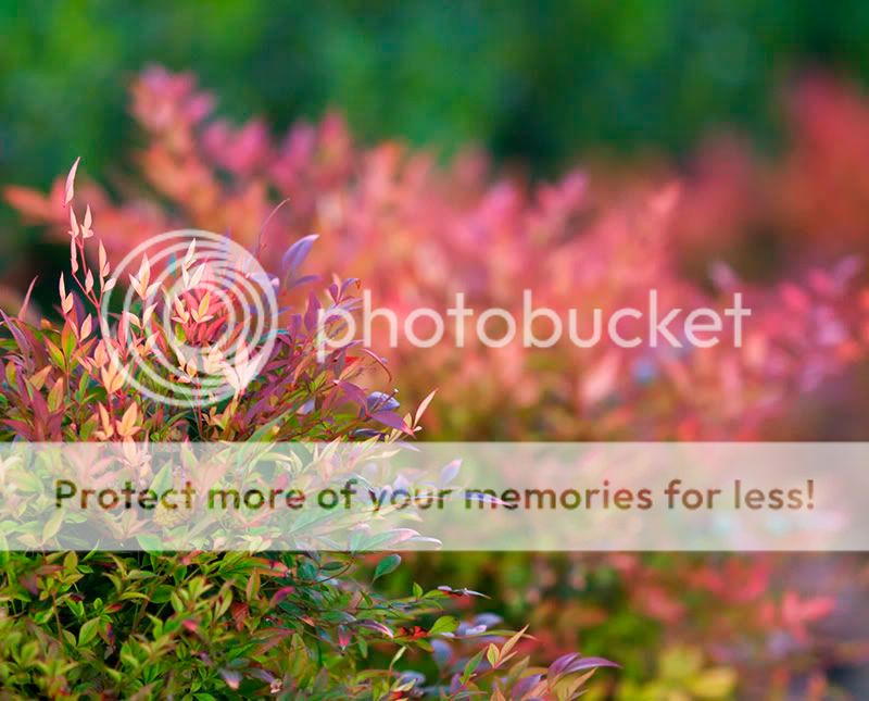 IMAGE: http://i673.photobucket.com/albums/vv96/madzazulu/_MG_1511.jpg