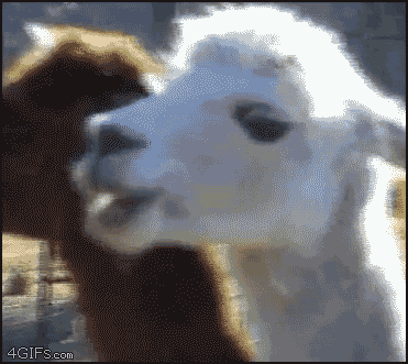 1297131590748_43873.gif