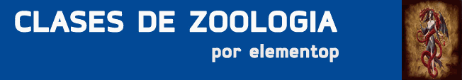 Clase 2: Mesozoos y Placozoos Clase 2: Mesozoos y Placozoos