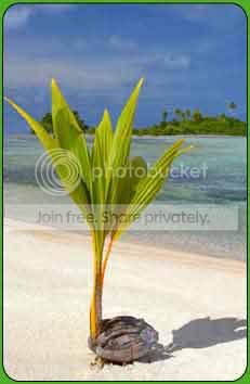 coconut.jpg